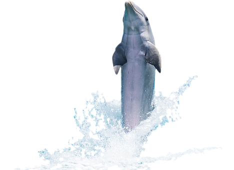 Leaping Dolphin Black Background.jpg PNG image
