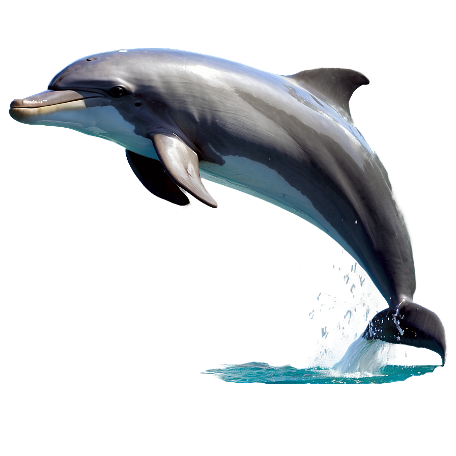 Leaping Dolphin Png 06252024 PNG image