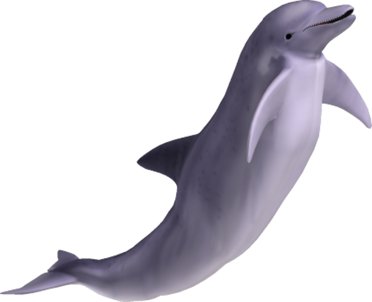 Leaping Dolphin3 D Render PNG image