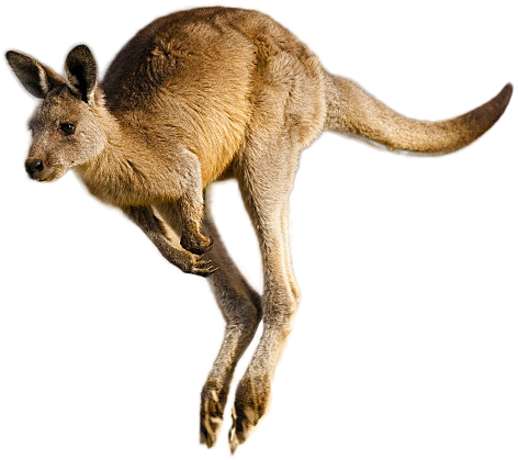 Leaping Kangaroo Isolated.png PNG image