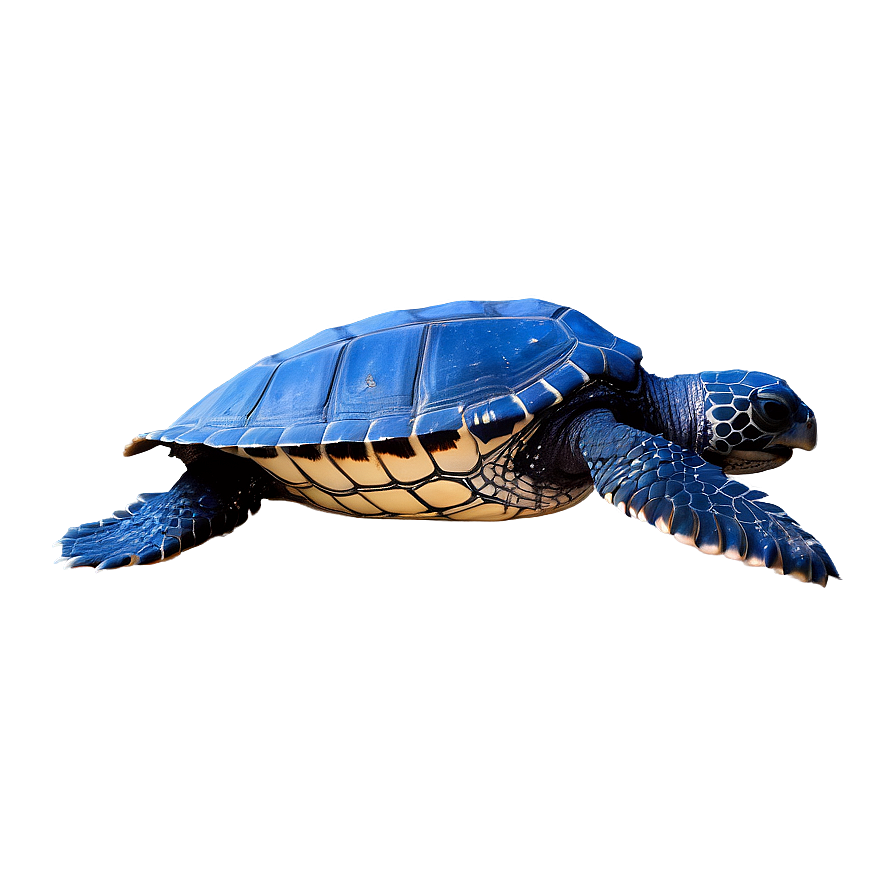 Leatherback Turtle Rescue Mission Png Cfk20 PNG image