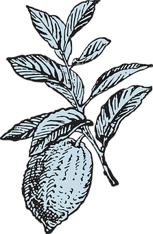Lemon Branch Illustration PNG image