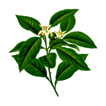 Lemon Tree Blossomsand Leaves PNG image