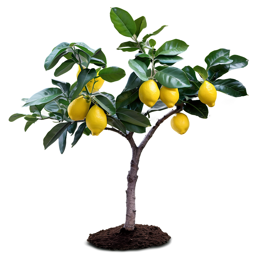 Lemon Tree In Spring Png 64 PNG image