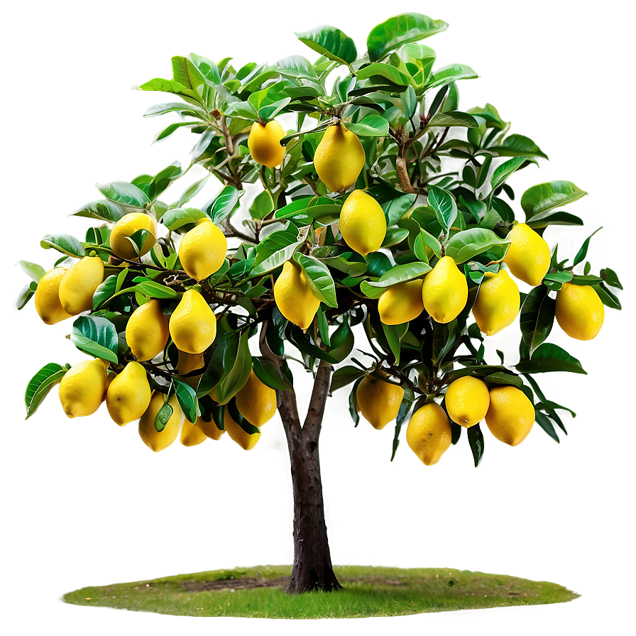 Lemon Tree On Hill Png 77 PNG image