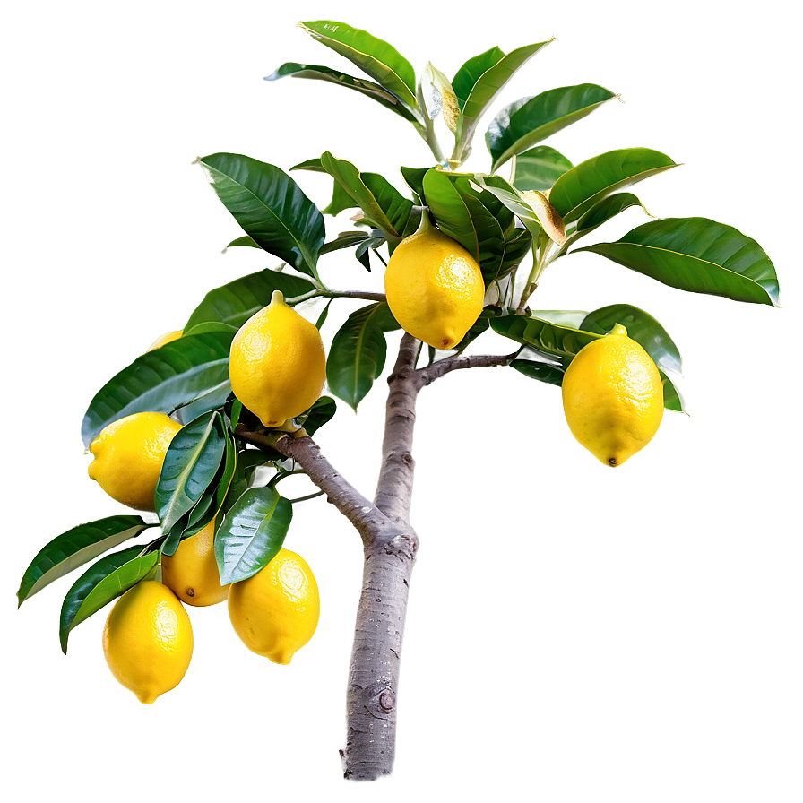 Lemon Tree With Fruits Png 06212024 PNG image