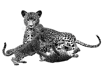 Leopard Duo Black Background PNG image