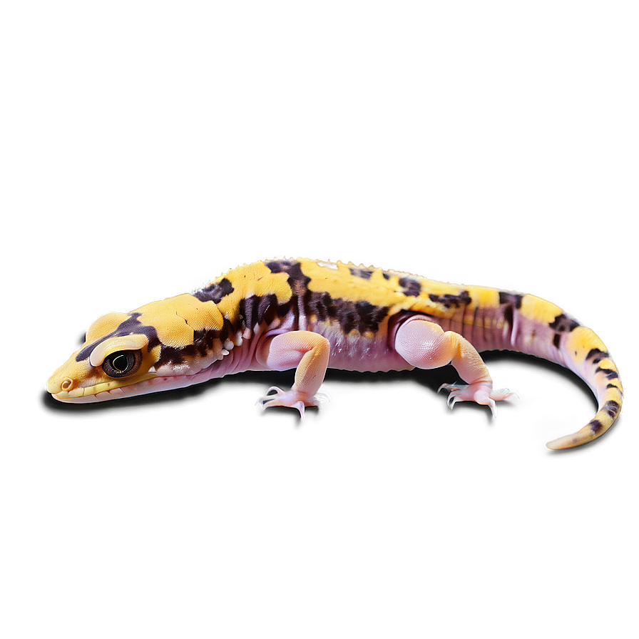 Leopard Gecko Feeding Png 39 PNG image