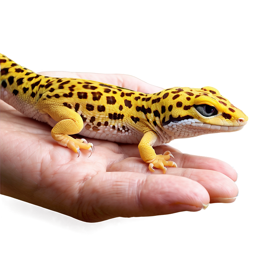 Leopard Gecko In Hand Png 63 PNG image