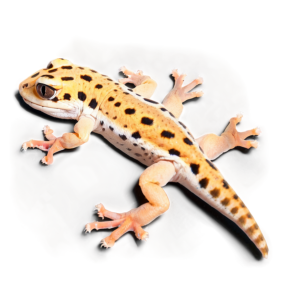 Leopard Gecko In Sand Png Mbg PNG image