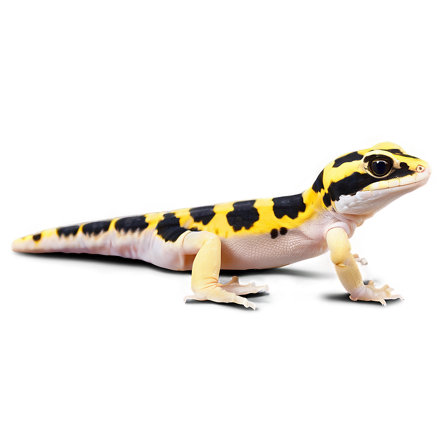 Leopard Gecko In Water Png 33 PNG image