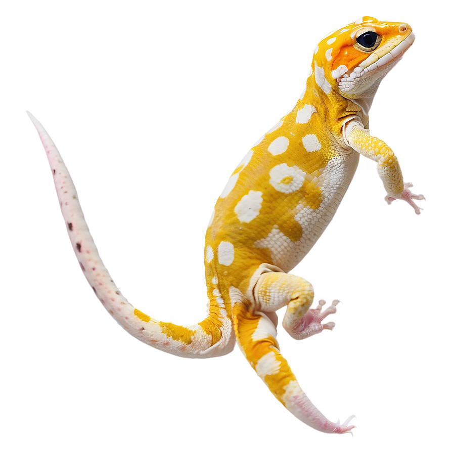 Leopard Gecko Png Images (100++)