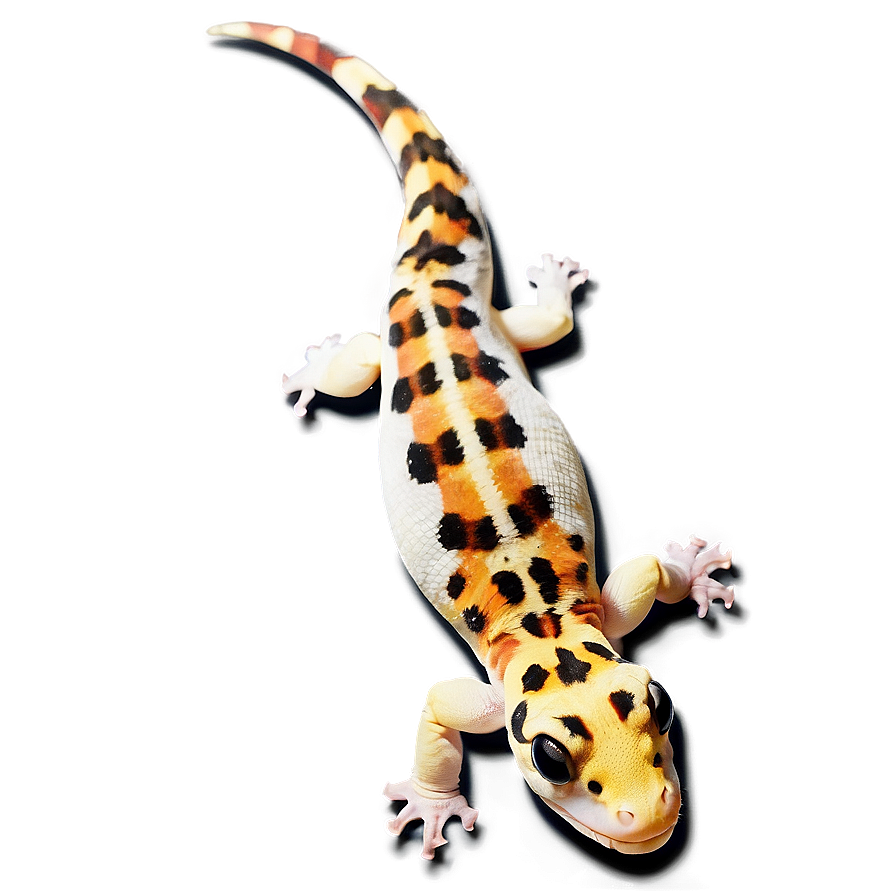 Leopard Gecko Tongue Out Png Xcl21 PNG image