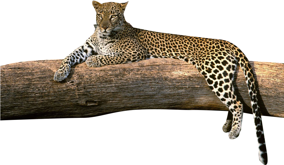 Leopard Loungingon Tree Branch PNG image