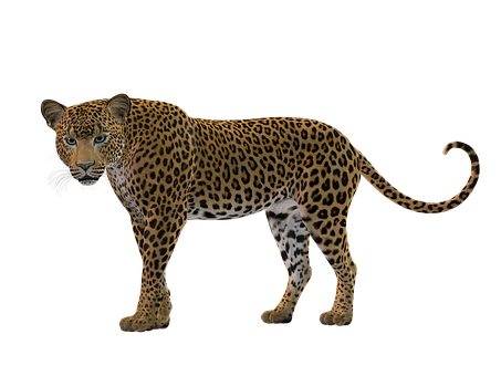 Leopard Profile Black Background PNG image