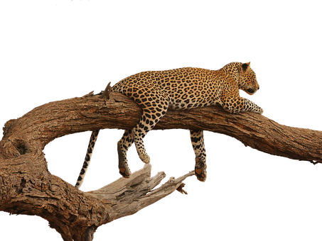 Leopardon Tree Branch PNG image