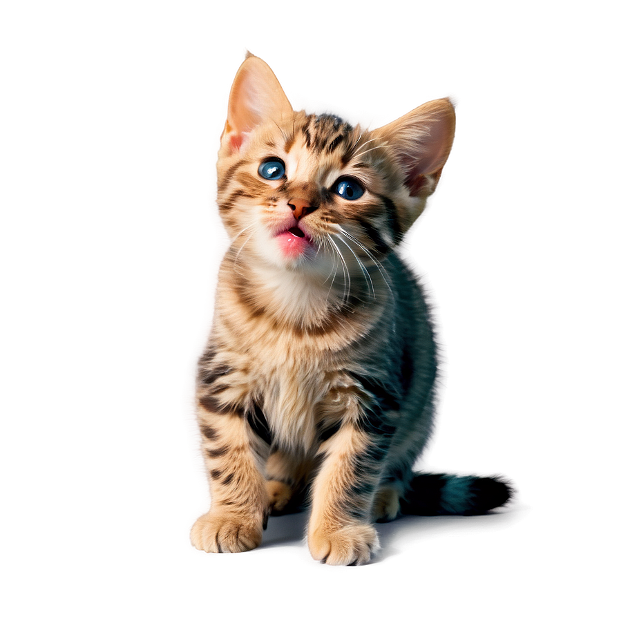 Licking Cat Cute Png A PNG image