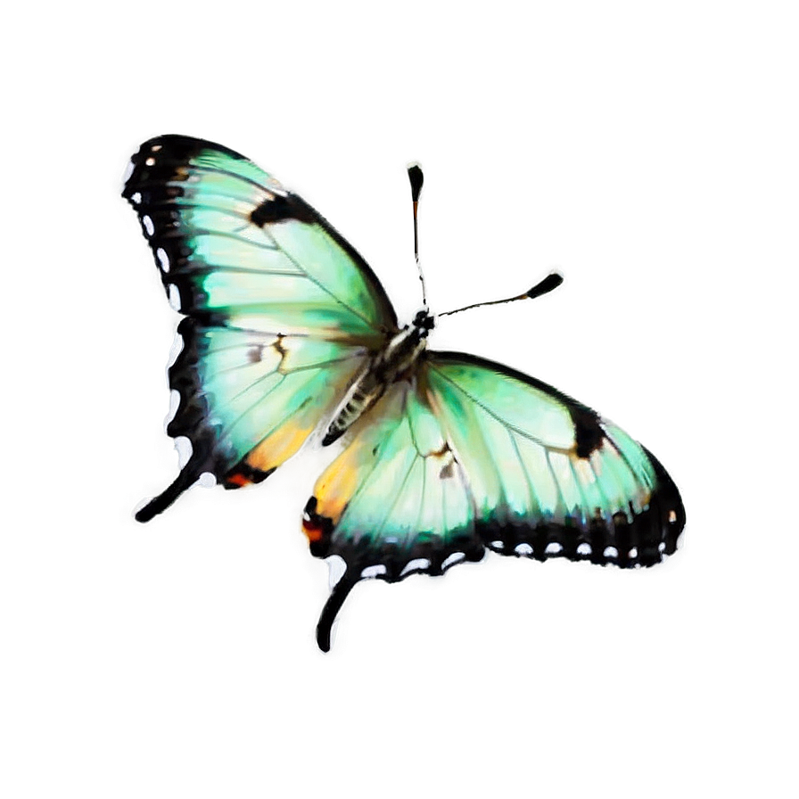 Light Green Butterfly Png 06202024 PNG image