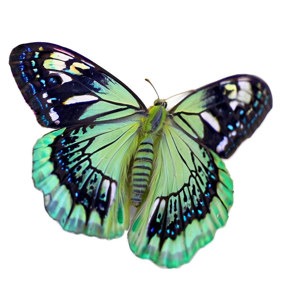 Light Green Butterfly Png 3 PNG image