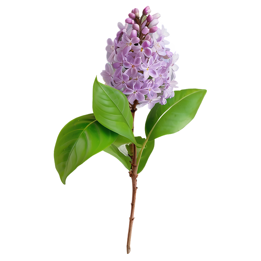 Lilac Bloom Png Jcq1 PNG image