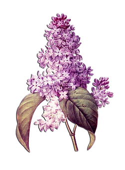 Lilac Blossoms Illustration PNG image