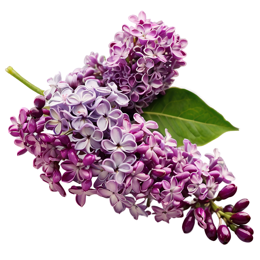 Lilac Closeup Png Qjv82 PNG image