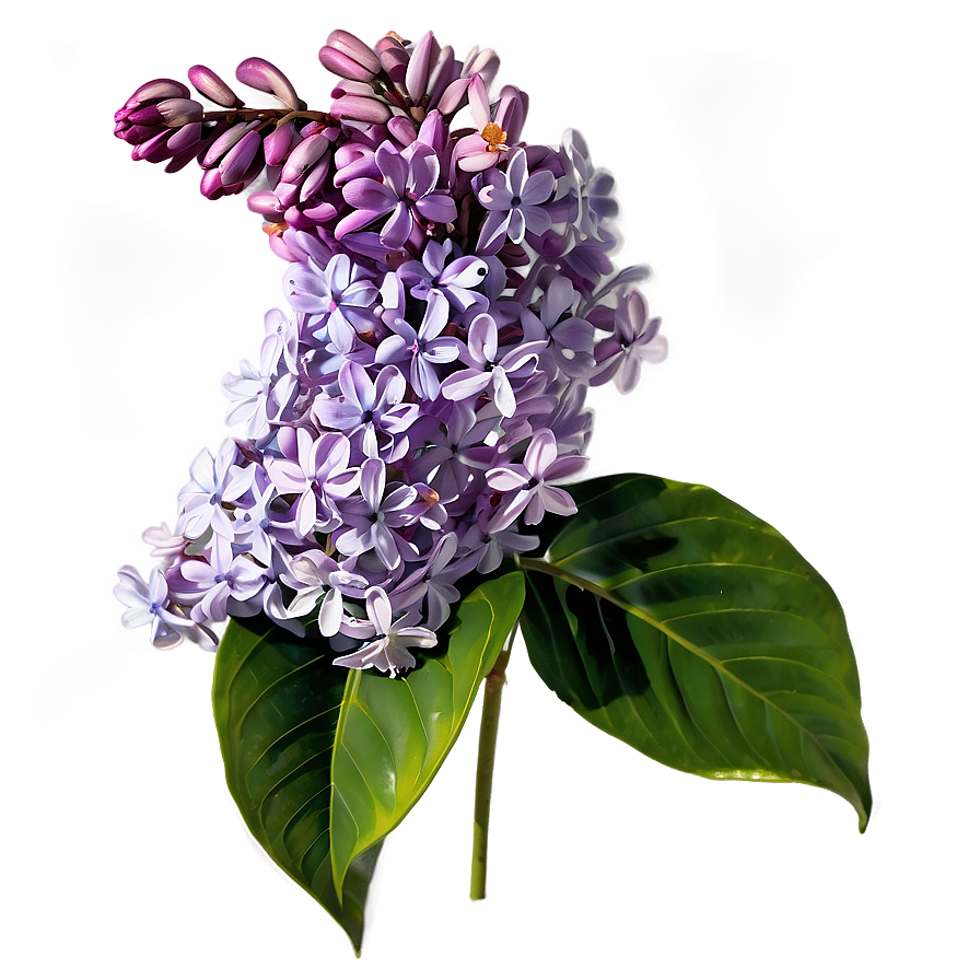 Lilac Flower Png 15 PNG image