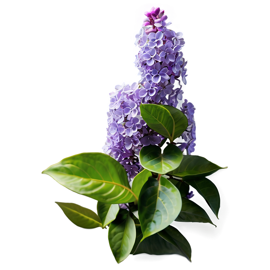 Lilac Garden Png 67 PNG image