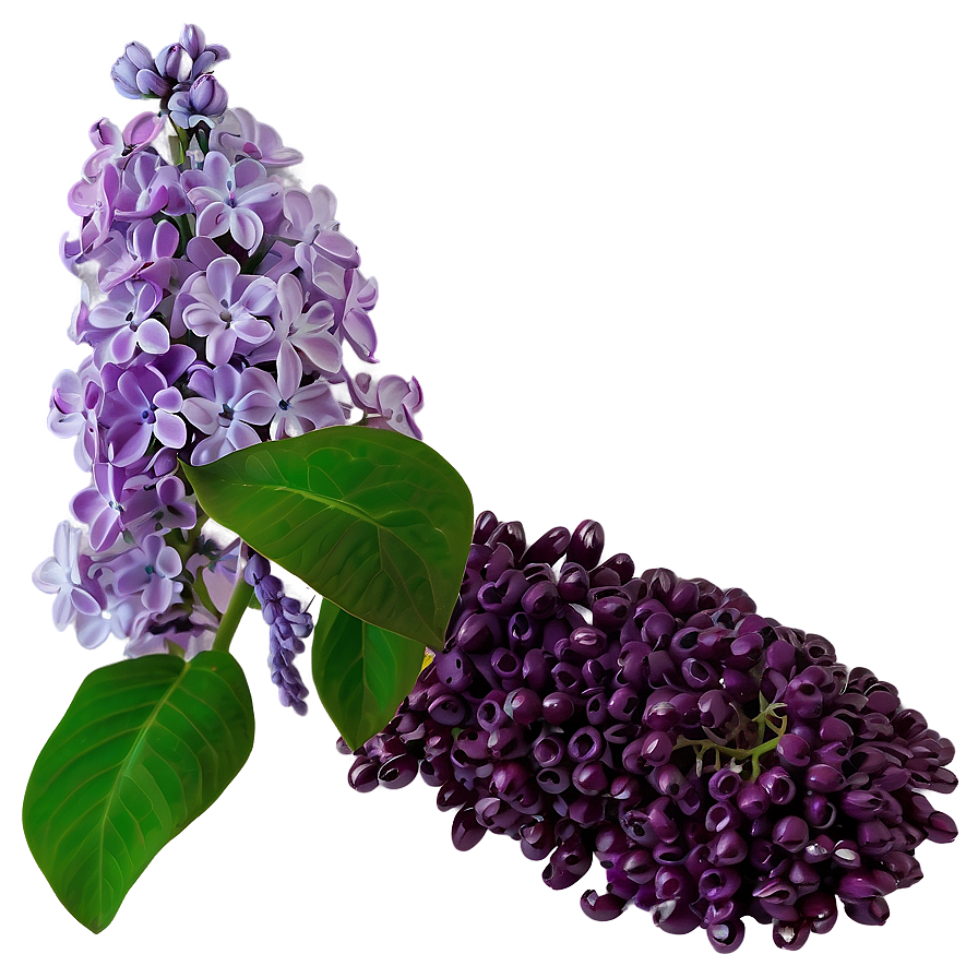 Lilac In Vase Png Tbg PNG image