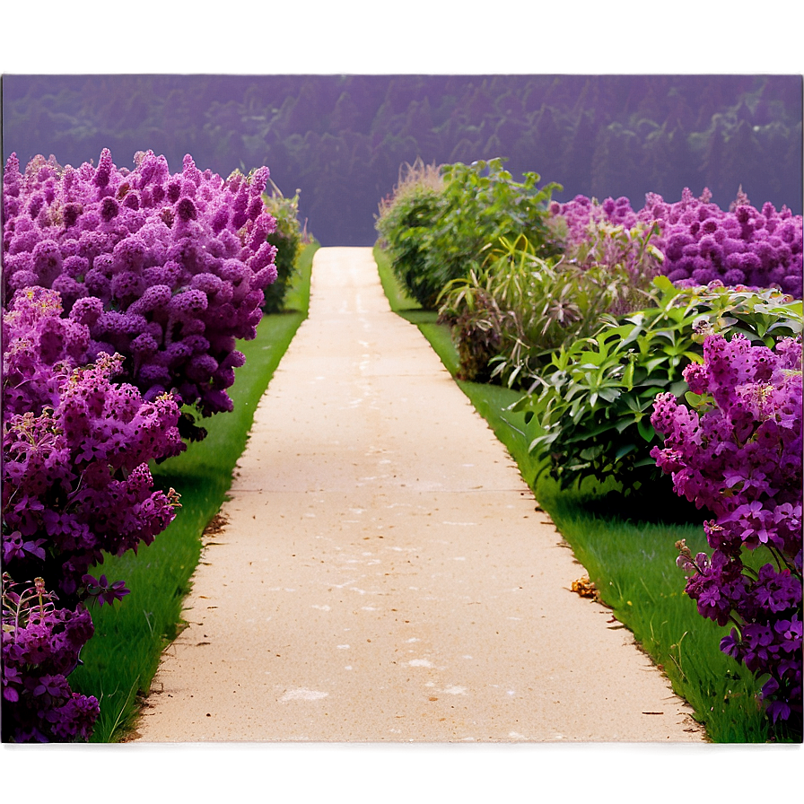 Lilac Path Png 06122024 PNG image