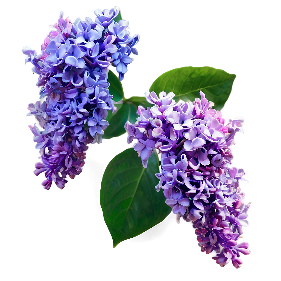 Lilac Sunset Png 38 PNG image