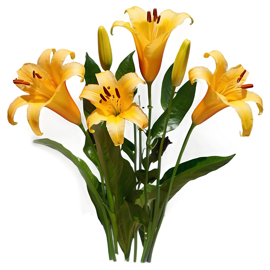 Lilies In Sunset Png 06282024 PNG image