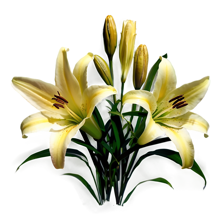 Lilies Under Moonlight Png 77 PNG image