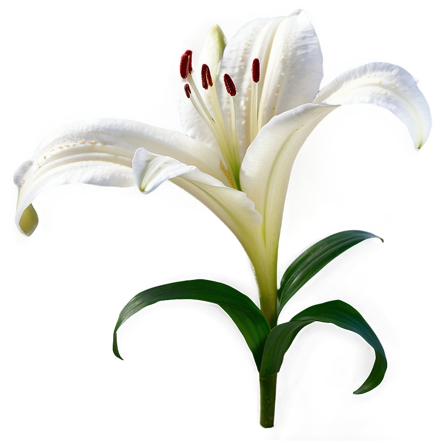 Lily Flower A PNG image