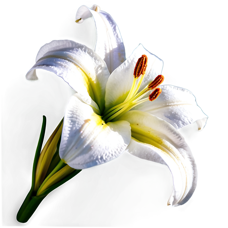 Lily Flower Close Up Png 88 PNG image