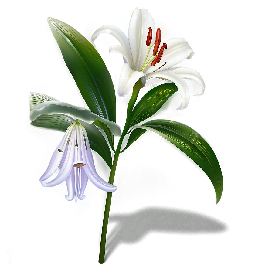 Lily Flower Icon Png Yul86 PNG image