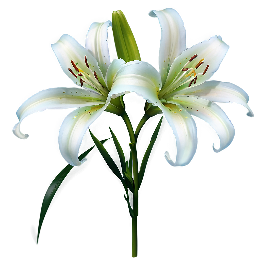 Lily Flower Outline Png 87 PNG image