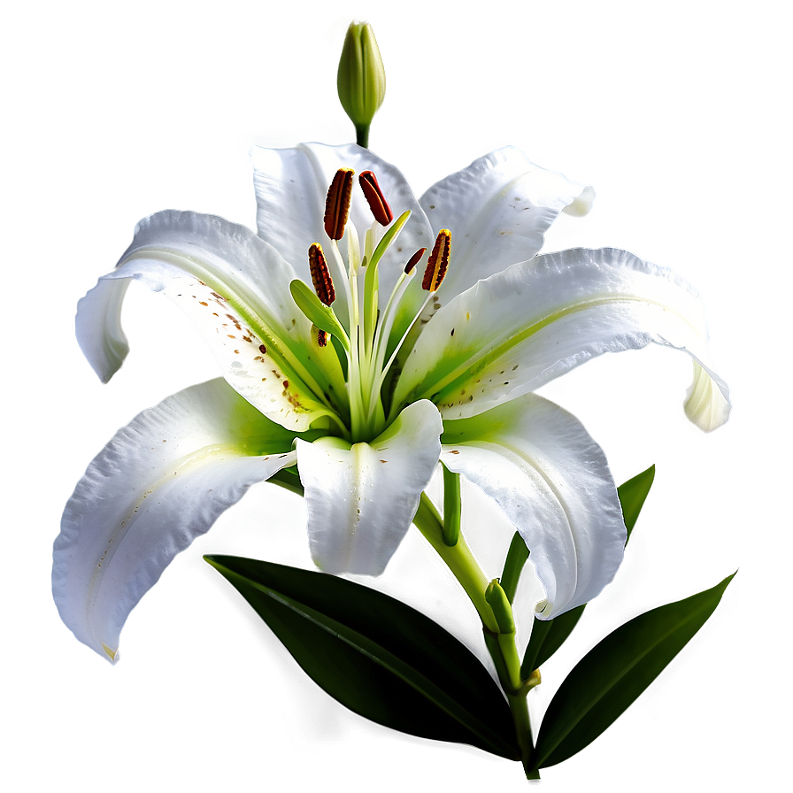 Lily Flower Png Xuo31 PNG image