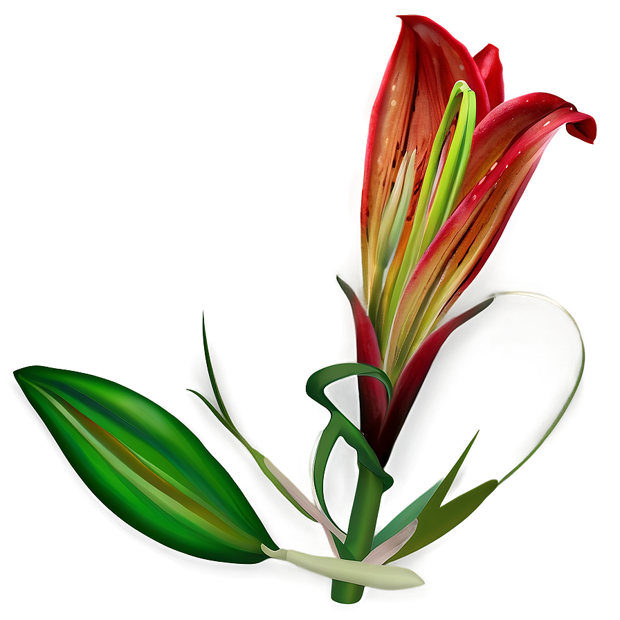 Lily Flower Seed Png 06272024 PNG image