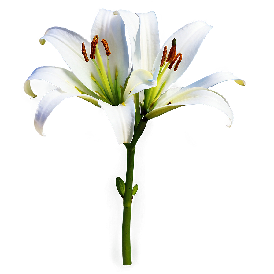 Lily Flower Sketch Png Fjj14 PNG image