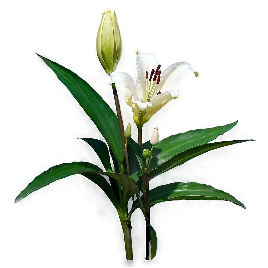 Lily Stem Png 45 PNG image