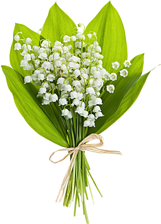 Lilyofthe Valley Bouquet PNG image