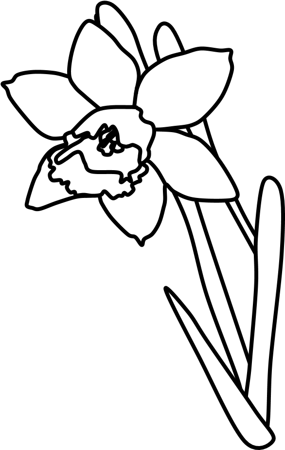 Line Art Daffodil Illustration PNG image