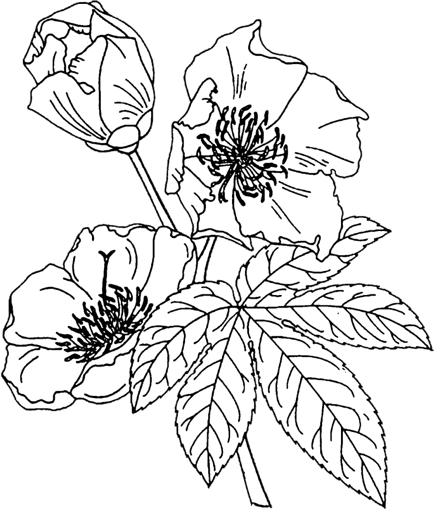 Line Art Rose Flowers PNG image