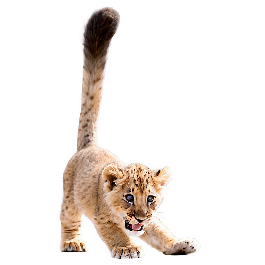 Lion Cub Playing Png 05032024 PNG image