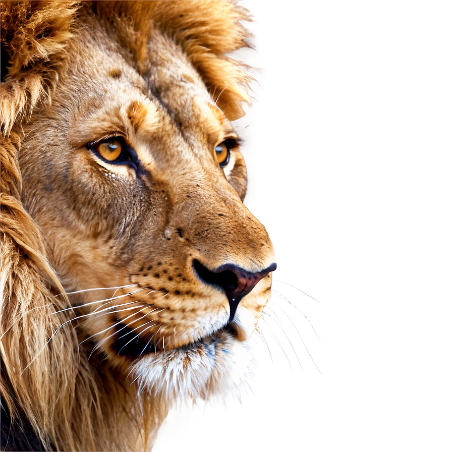 Lion Face Clipart Png Tuh PNG image