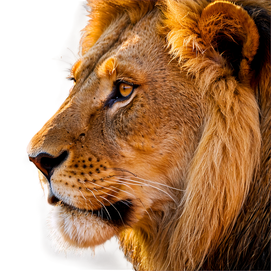 Lion Face In Sunlight Png Hoa59 PNG image