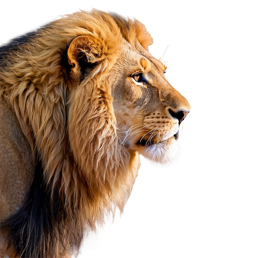 Lion Face Side View Png Gvv PNG image