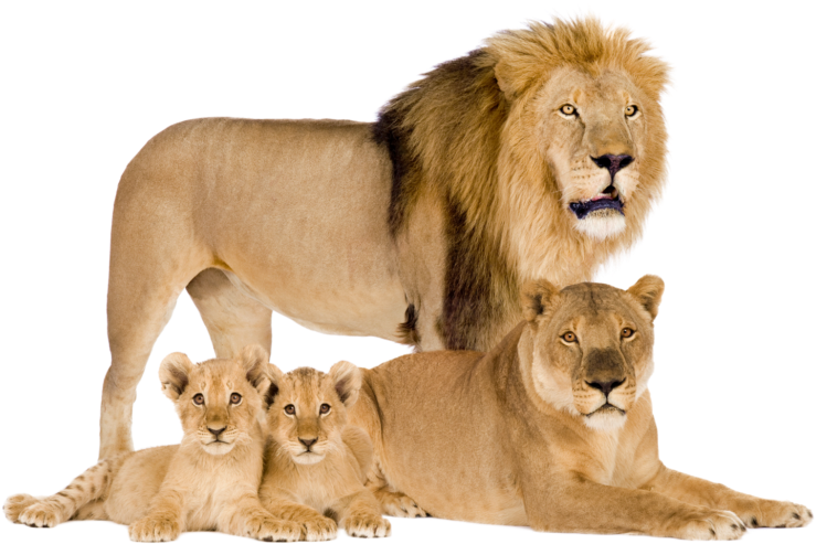Lion_ Family_ Portrait PNG image