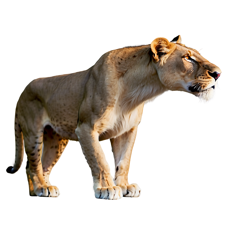 Lion King Of Beasts Png 92 PNG image